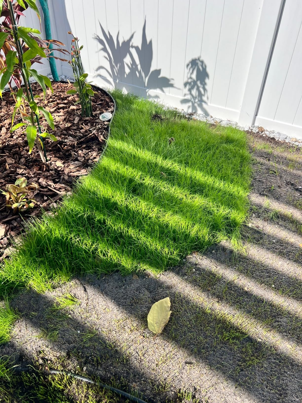 🔥Last Day Promotion 49% OFF🔥🌱2026 Evergreen Dwarf Grass Seed for Four Seasons